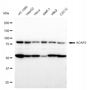 KD-Validated ACAP2 Rabbit mAb (20 μl)