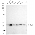 KD-Validated Rab9 Rabbit mAb (20 μl)