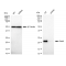 KD-Validated Rab9 Rabbit mAb (20 μl)