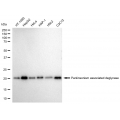 KD-Validated PARK7 Rabbit mAb (20 μl)