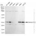 KD-Validated H1-0 Rabbit mAb (20 μl)