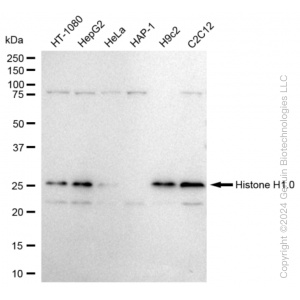 KD-Validated H1-0 Rabbit mAb (20 μl)