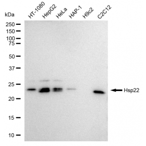 KD-Validated Hsp22 Rabbit mAb (20 μl)