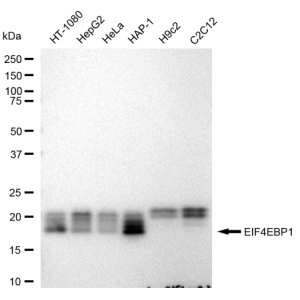 KD-Validated EIF4EBP1 Rabbit mAb (20 μl)