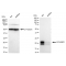 KD-Validated EIF4EBP1 Rabbit mAb (20 μl)