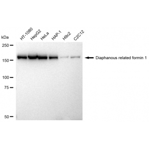 KD-Validated DIAPH1 Rabbit mAb (20 μl)