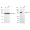 KD-Validated MCM6 Rabbit mAb (20 μl)