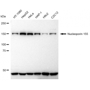 KD-Validated NUP155 Rabbit mAb (20 μl)