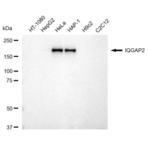 KD-Validated IQGAP2 Rabbit mAb (20 μl)