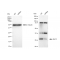 KD-Validated Bcl10 Rabbit mAb (20 μl)