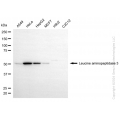 KD-Validated LAP3 Rabbit mAb (20 μl)