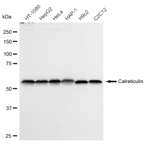 KD-Validated CRT Rabbit mAb (20 μl)