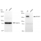 KD-Validated ROCK2 Rabbit mAb (20 μl)