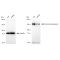 KD-Validated HDAC9 Rabbit mAb (20 μl)