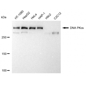 KD-Validated PRKDC Rabbit mAb (20 μl)