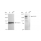 KD-Validated MERTK Rabbit mAb (20 μl)