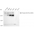 KD-Validated Phospho-PRKDC (S2056) Rabbit mAb (20 μl)