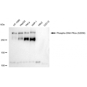KD-Validated Phospho-PRKDC (S2056) Rabbit mAb (20 μl)