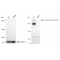 KD-Validated Phospho-PRKDC (S2056) Rabbit mAb (20 μl)