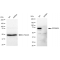 KD-Validated RPS6KA1 Rabbit mAb (20 μl)