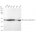 KD-Validated HAT1 Rabbit mAb (20 μl)