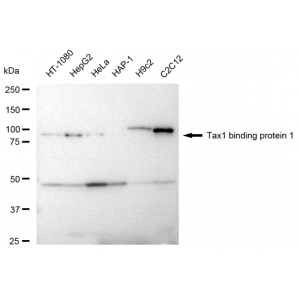 KD-Validated TAX1BP1 Rabbit mAb (20 μl)