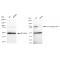KD-Validated TAX1BP1 Rabbit mAb (20 μl)