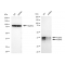 KD-Validated PCBP2 Rabbit mAb (20 μl)