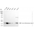 KD-Validated GDF3 Rabbit mAb (20 μl)