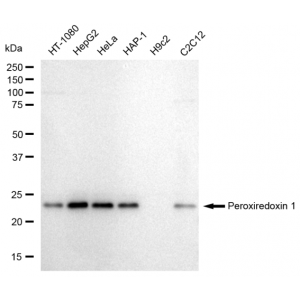 KD-Validated PRDX1 Rabbit mAb (20 μl)
