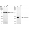 KD-Validated PRDX1 Rabbit mAb (20 μl)
