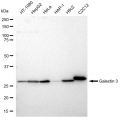 KD-Validated GAL3 Rabbit mAb (20 μl)