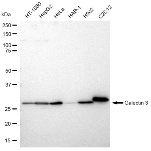 KD-Validated GAL3 Rabbit mAb (20 μl)