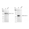 KD-Validated GAL3 Rabbit mAb (20 μl)