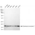 KD-Validated PPIF Rabbit mAb (20 μl)