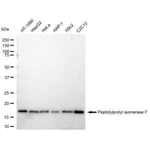 KD-Validated PPIF Rabbit mAb (20 μl)