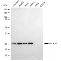 KD-Validated NDUFS3 Rabbit mAb (20 μl)