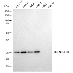 KD-Validated NDUFS3 Rabbit mAb (20 μl)
