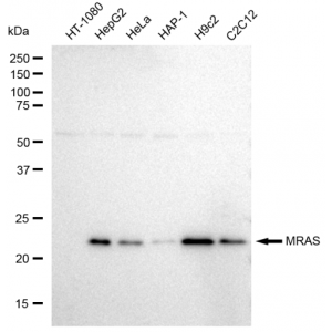 KD-Validated MRAS Rabbit mAb (20 μl)