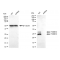 KD-Validated PSMB10 Rabbit mAb (20 μl)