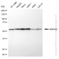 KD-Validated IMPDH2 Rabbit mAb (20 μl)