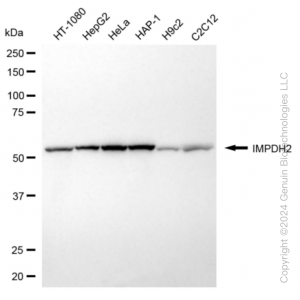 KD-Validated IMPDH2 Rabbit mAb (20 μl)