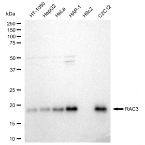 KD-Validated RAC3 Rabbit mAb (20 μl)