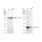 KD-Validated RAC3 Rabbit mAb (20 μl)