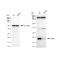 KD-Validated NME1 Rabbit mAb (20 μl)