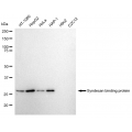 KD-Validated SDCBP Rabbit mAb (20 μl)