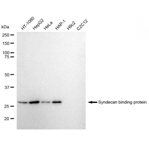 KD-Validated SDCBP Rabbit mAb (20 μl)