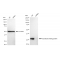 KD-Validated SDCBP Rabbit mAb (20 μl)