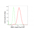 KD-Validated NME1 Rabbit mAb (20 μl)