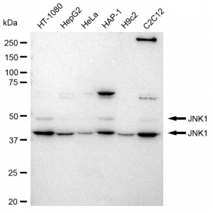 KD-Validated JNK1 Rabbit mAb (20 μl)